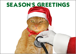 Veterinarian Cat Greeting Card