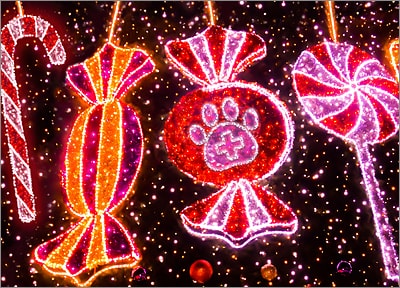 Veterinarian Christmas Lights (Glossy White) 